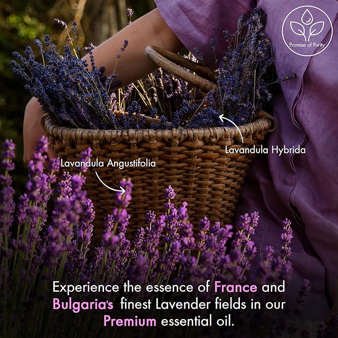 MAJESTIC PURE Lavender Essential Oil | 100% Pure and Natural | Premium Grade Essential Oils for Hair Care, Home Diffusers, Skin, Aromatherapy, Massage and Humidifiers | 3.4 Fl Oz