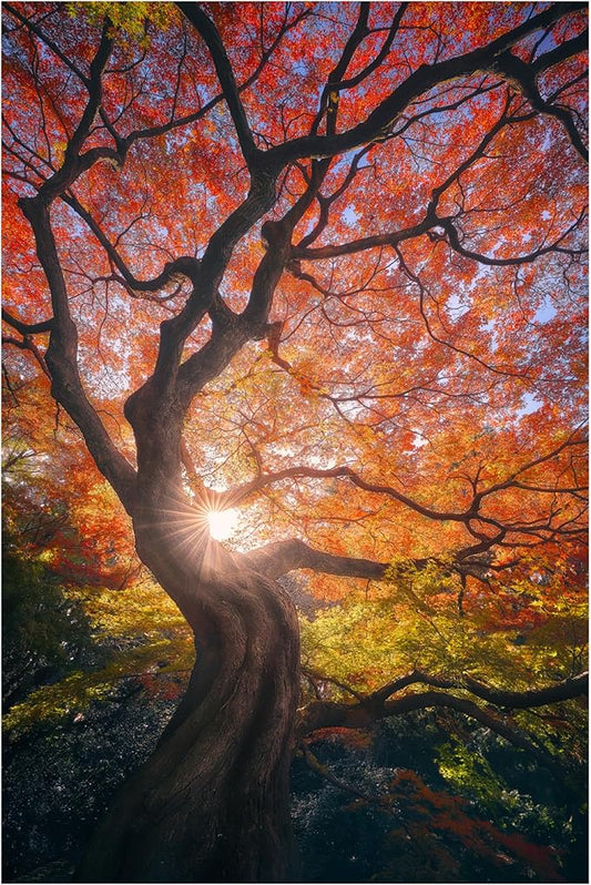 Trademark Fine Art Canvas Wall Art - Javier De La 'The Japanese Tree' Wall Art for Living Room, Bedroom, or Office Décor